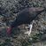 Blackish Oystercatcher